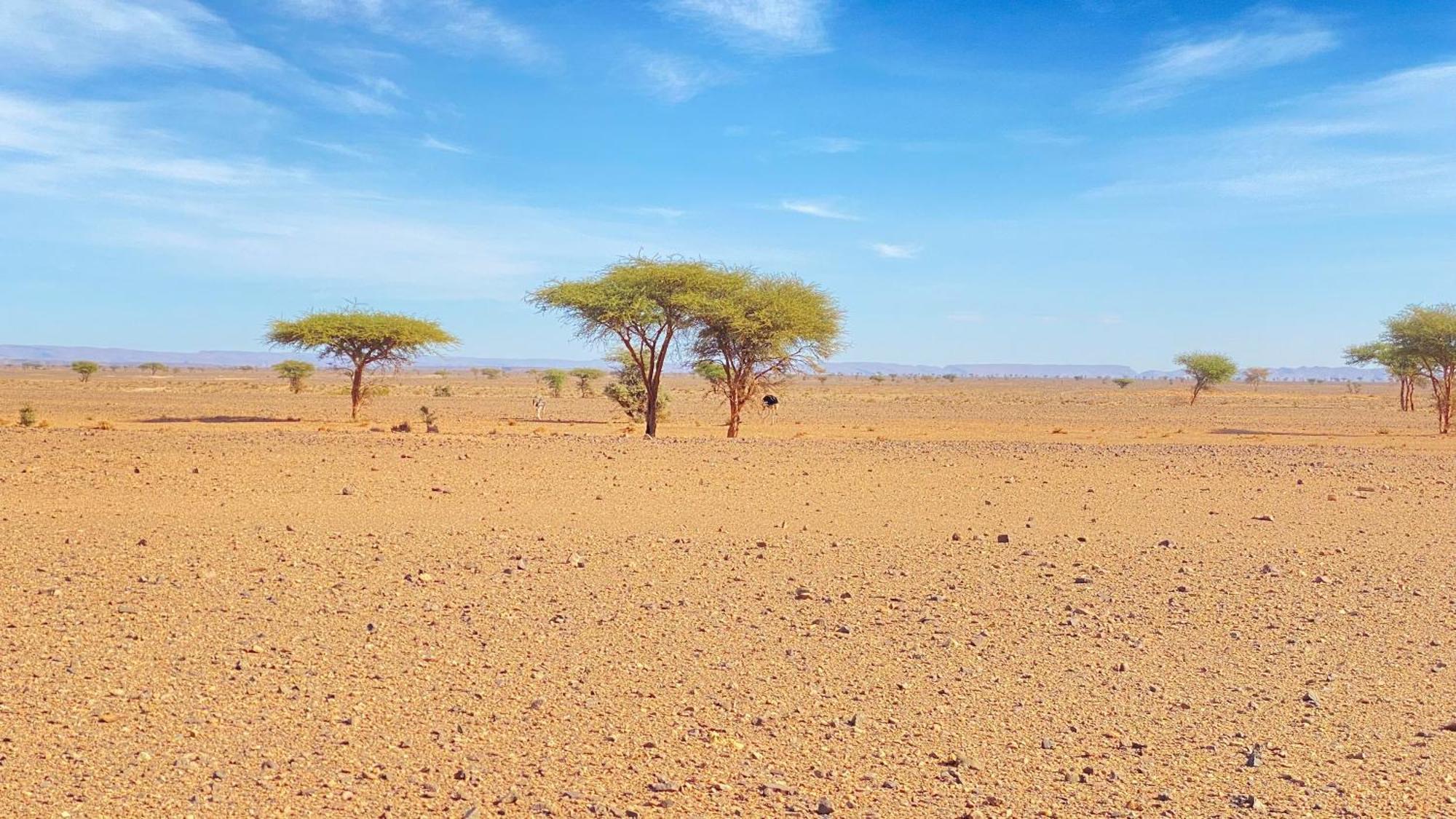 Atta Desert Camp El Gouera 外观 照片